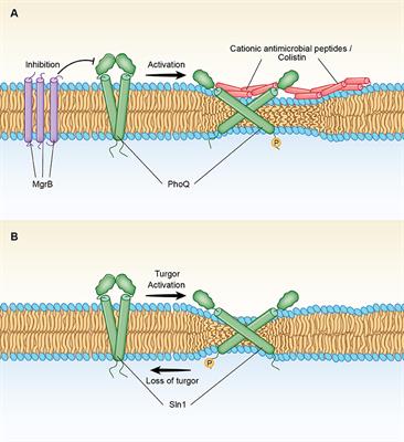 Membrane Thickness as a Key Factor Contributing to the Activation of Osmosensors and Essential Ras Signaling Pathways